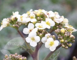 Crambe maritima (sea kale)