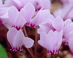 Cyclamen hederifolium (sowbread  (syn. Cyclamen neapolitanum ))