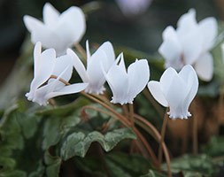 Cyclamen hederifolium var. hederifolium f. albiflorum (sowbread)