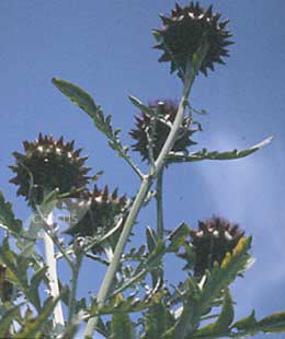 Cynara cardunculus (cardoon)