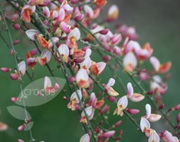 Cytisus 'Zeelandia' (broom)