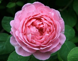 Rosa 'Constance Spry' (rose Constance Spry (climber/shrub))