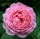 rose Constance Spry (climber/shrub)