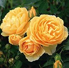 rose Graham Thomas (shrub)