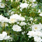 rose Kent (shrub/ground cover)