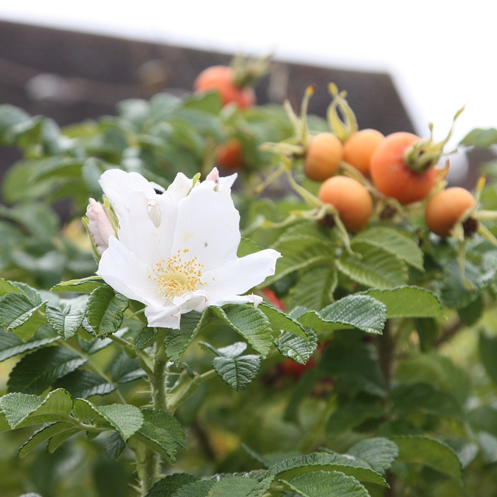 rose (shrub) rose (shrub)