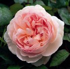 rose Sharifa Asma (shrub)