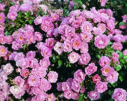 Rosa  Surrey ('Korlanum') (PBR) (rose Surrey (ground cover))