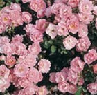 rose Surrey (ground cover)