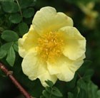 rose Canary Bird (shrub)