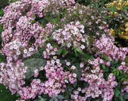 rose Ballerina (polyantha shrub)