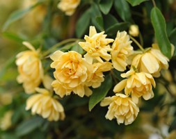 Rosa banksiae 'Lutea' (rose (rambler))