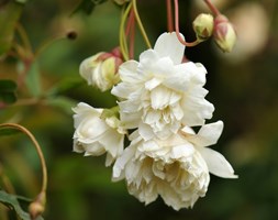 Rosa banksiae var. banksiae (rose (rambler))