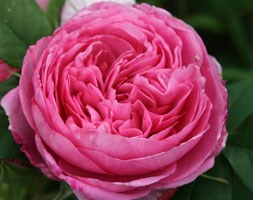 Rosa Gertrude Jekyll  ('Ausbord') (PBR) (rose Gertrude Jekyll  (shrub))