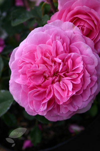 rose Gertrude Jekyll (shrub) rose Gertrude Jekyll (shrub)
