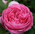 rose Gertrude Jekyll  (shrub)