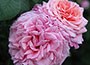Climbing Hybrid Tea Rose Climbing Hybrid Tea Rose