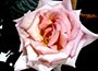 Climbing Hybrid Tea Rose Climbing Hybrid Tea Rose