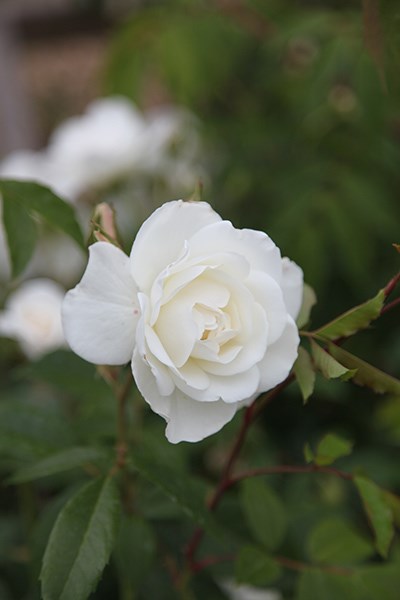 rose Climbing Iceberg (climbing floribunda)