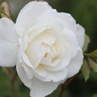 rose Climbing Iceberg (climbing floribunda)