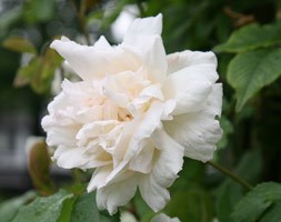 rose Madame Alfred Carrière (climbing noisette)