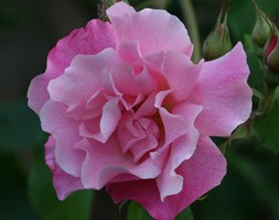 Rosa 'Madame Gregoire Staechelin' (rose Madame Gregoire Staechelin (climbing hybrid tea))