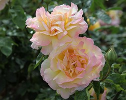 Rosa Peace ('Madame A. Meilland') (rose Peace (hybrid tea))
