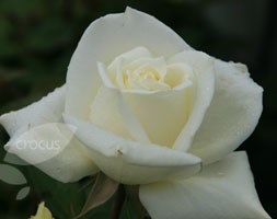 Rosa Polar Star ('Tanlarpost') (PBR) (rose Polar Star (hybrid tea))