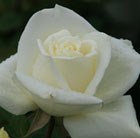 hybrid tea rose