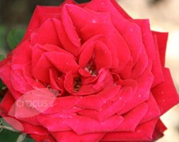 Rosa 'Ruby Wedding' (rose Ruby Wedding (hybrid tea))