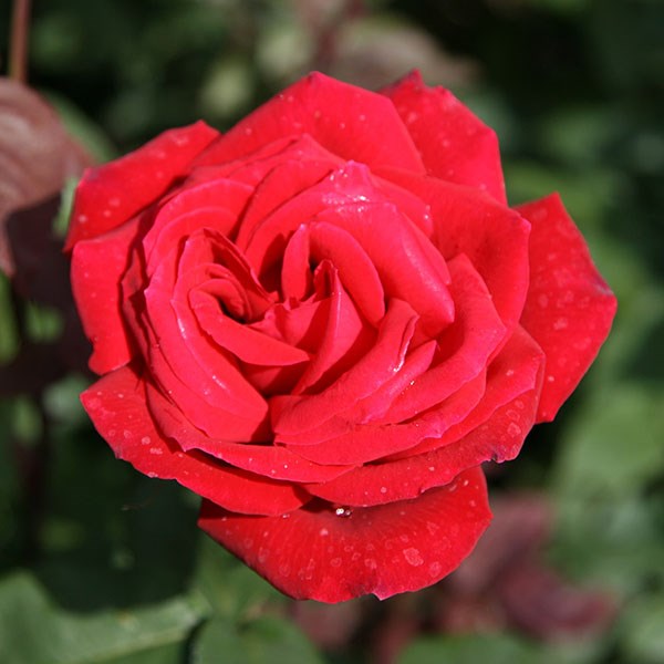 rose Ruby Wedding (hybrid tea)