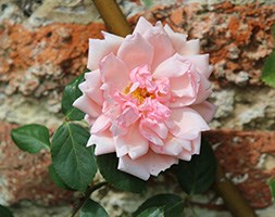 Rosa 'Albertine' (rose Albertine (rambler))