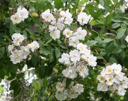 rose Bobbie James (rambler)