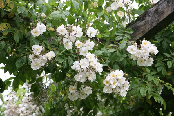 rose Bobbie James (rambler) rose Bobbie James (rambler)