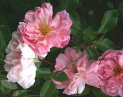 rose François Juranville (rambler)