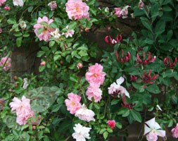rose François Juranville (rambler)