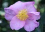 camellia