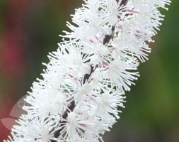 Actaea simplex 'Atropurpurea Group' (bugbane (syn. Cimicifuga))