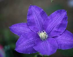 Clematis 'Lasurstern' (clematis (group 2))