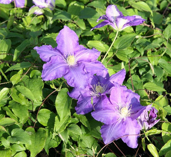 PL0000001388 card2 lg - Yaban Asması Yetiştiriciliği PL0000001388 card2 lg