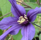 Clematis (group 3)