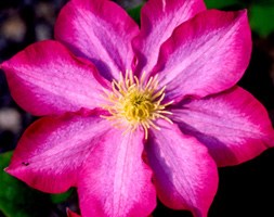 Clematis 'Pink Champagne' (clematis)