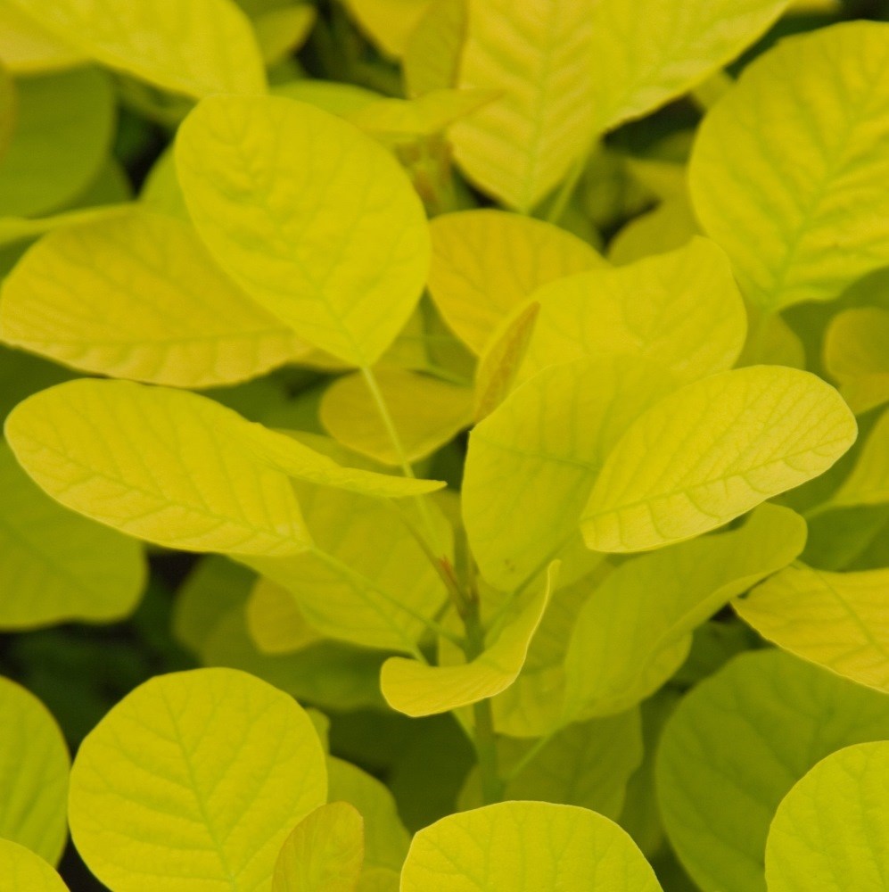 smoke bush