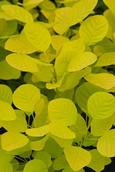 smoke bush