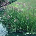 flowering rush