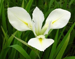Iris laevigata 'Snowdrift' (water iris)