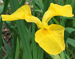 Iris pseudacorus (yellow flag iris)