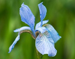 Iris 'Perry's Blue' (Siberian iris)