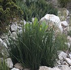 Juncus effusus