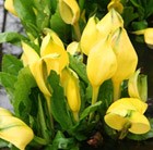 Lysichiton americanus